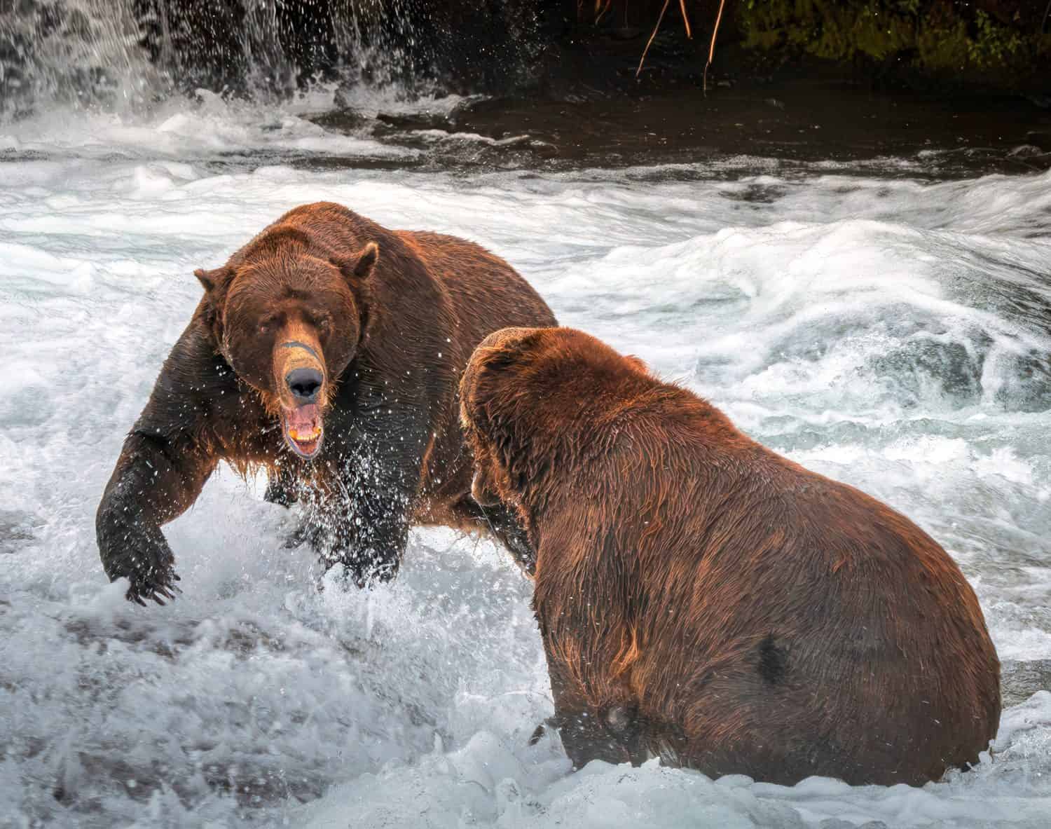 Two brown bears fighting at Brooks Falls in Katmai National Park in Alaska