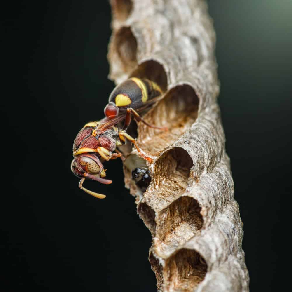 Red paper wasp constructing and defending its nest against a blurred dark background, showcasing visible larvae developing within the honeycomb cells of the colony