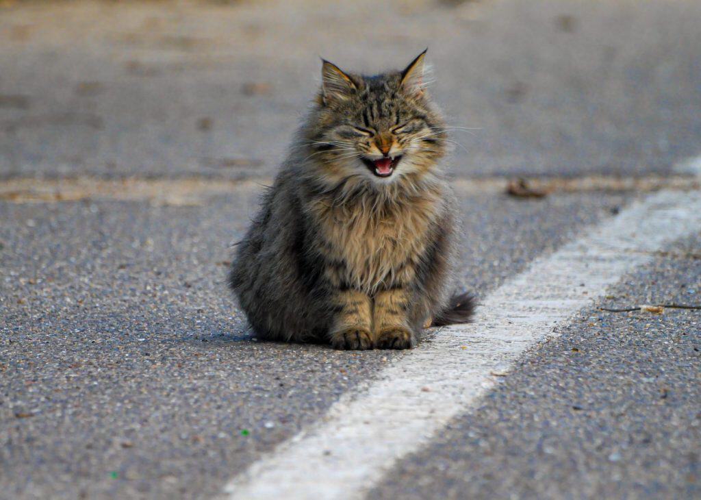 little small furry tender gentle nice soft sweet cute abandoned cat kitty on the road street with white stripe sitting crying sad needing calling for someone