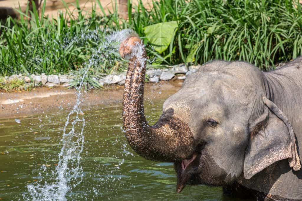 Elephant spraying water cooling off on a hot day, Image shows a rescued female Asian elephant at the elephant kingdom sanctuary using her trunk to cover herself in water to cool down on a hot day