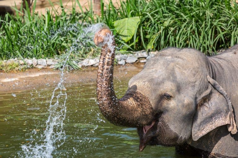 Elephant spraying water cooling off on a hot day, Image shows a rescued female Asian elephant at the elephant kingdom sanctuary using her trunk to cover herself in water to cool down on a hot day