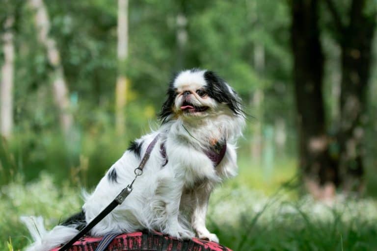 Japanese Chin