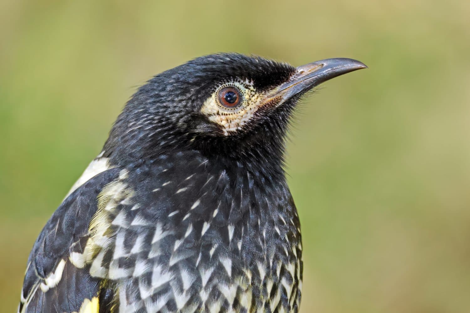 Portrait of a regent honeyeater (Anthochaera phrygia), South Australia