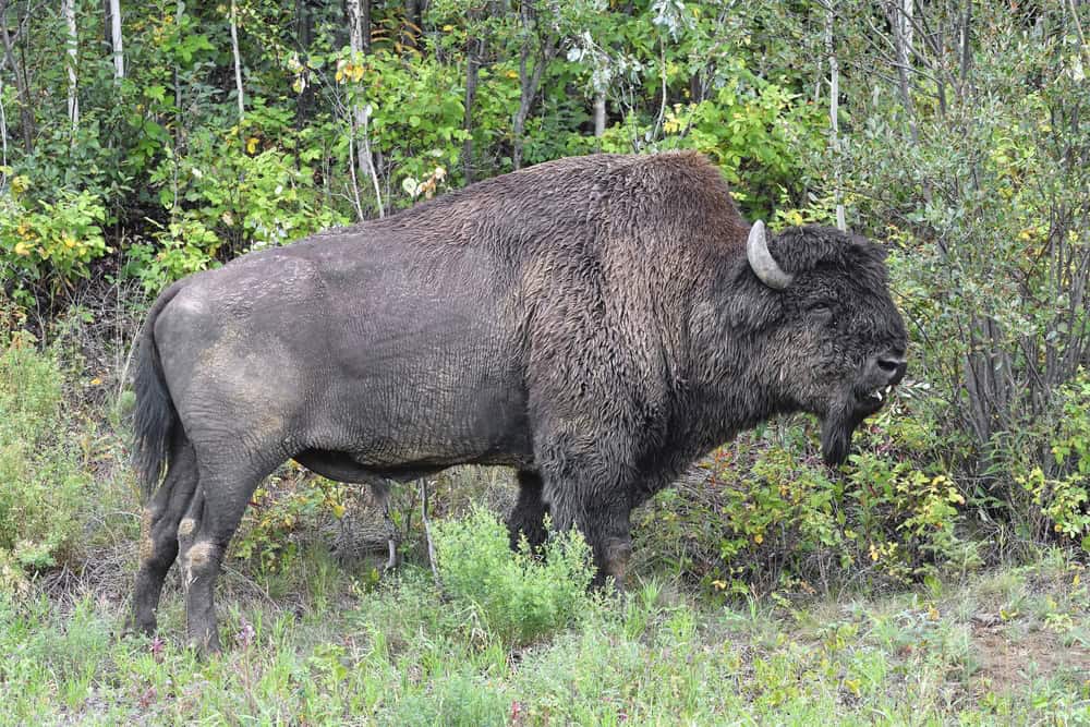 North American Wood bison (Bison bison athabascae), male, standing at the edge of the forest and eating branches, Liard Trail, Northwest Territories, Canada