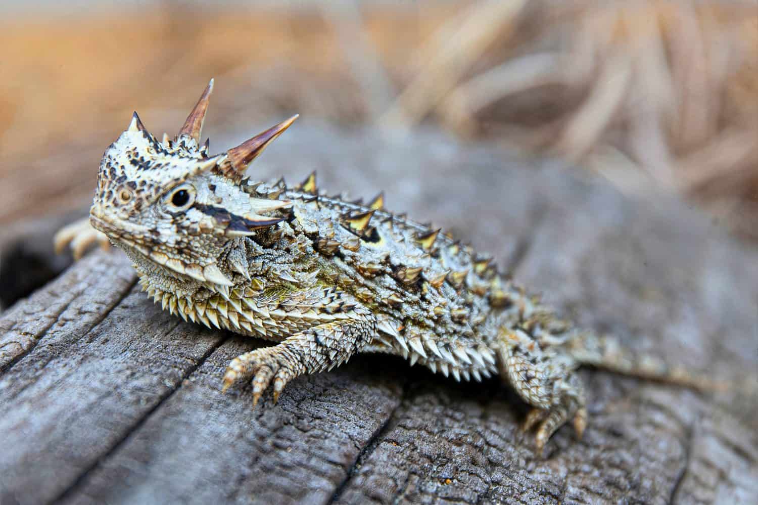 Texas horned lizard rests on a weathered tree stump, its camouflaged spiky body blending with the bark in soft daylight.