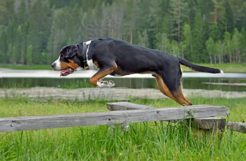 Jumping Greater Swiss Mountain Dog on the lake background