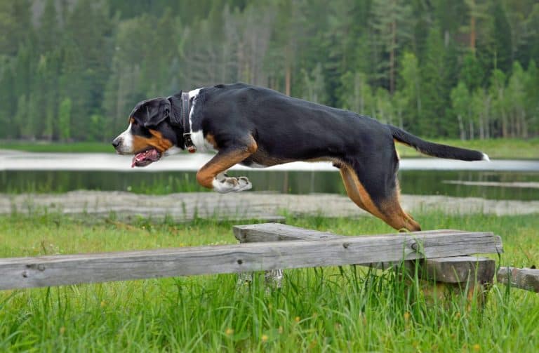 Jumping Greater Swiss Mountain Dog on the lake background