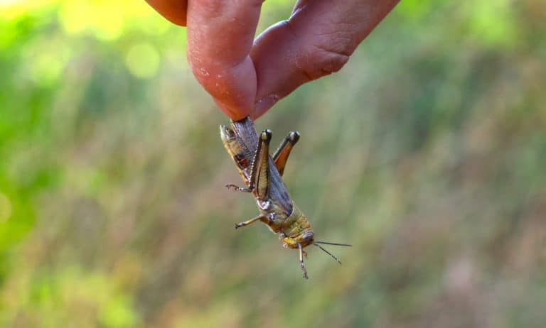 Person Holding a Cricket Caught in the Field