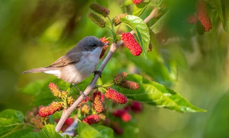 A bird eating mulberry fruit on a branch