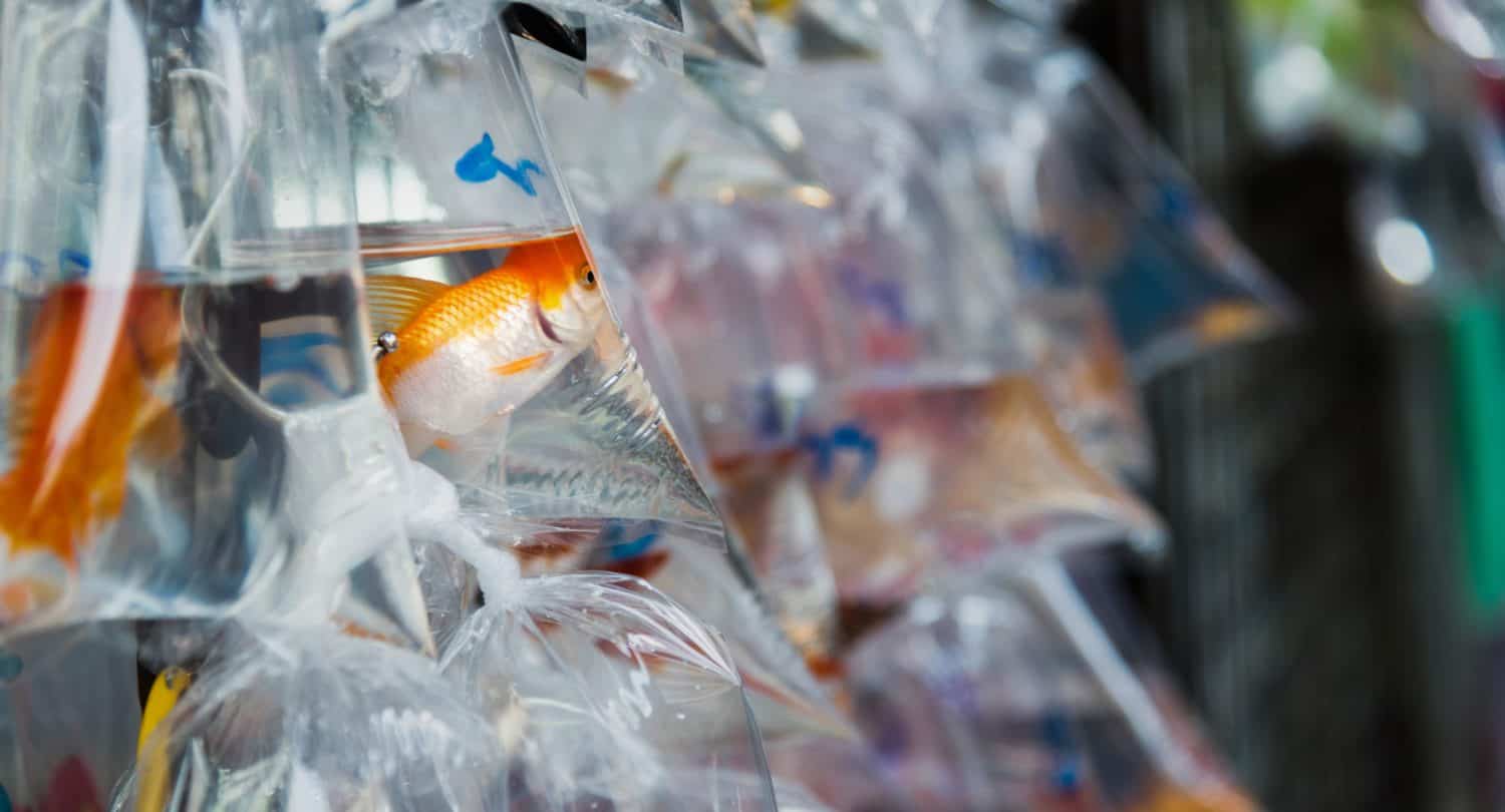 Goldfishes inside plastic bags for sale in Hong Kong