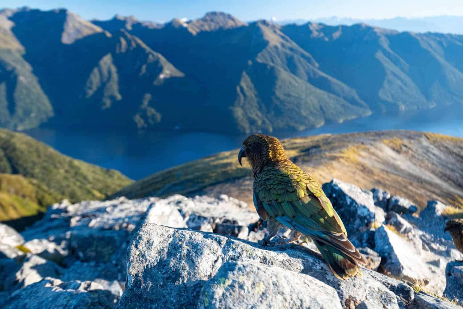 Kea mountain parrot, Kepler Track, New Zealand