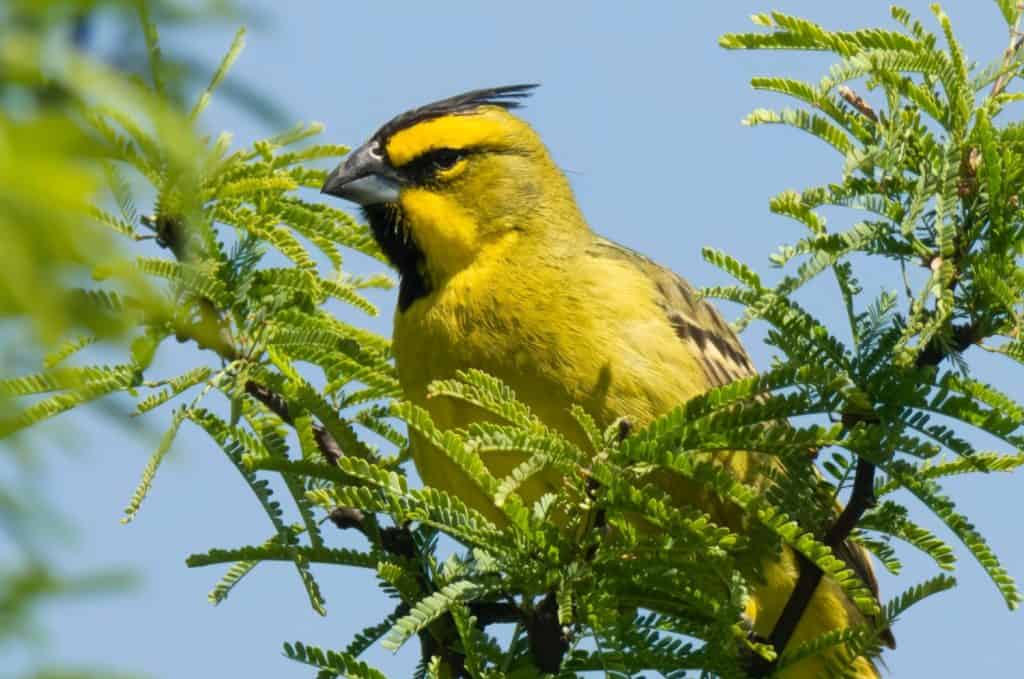 The Yellow Cardinal with a 1 in a Million Genetic Mutation - A-Z Animals