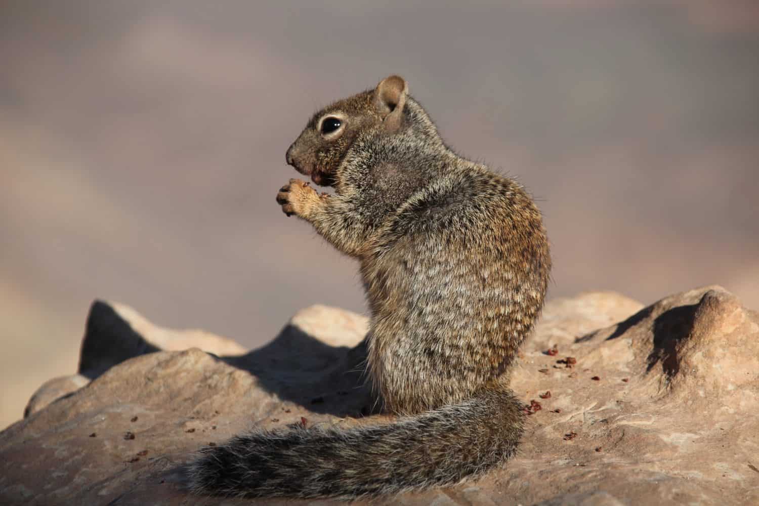Squirrel eating in the heights