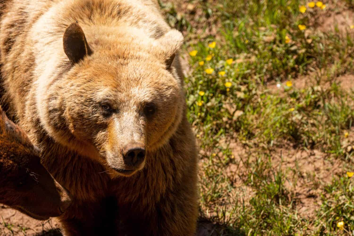 portrait of a Cantabrian brown bear