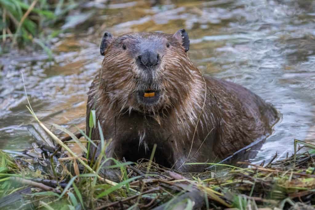 Closeup cute funny portrait of a beaver looking a camera while standing in the water
