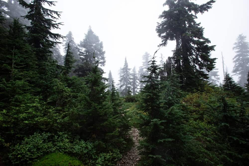 Foggy Forest in British Columbia, Canada