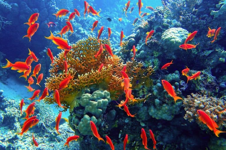 Beautiful tropical coral reef with shoal or red coral fish Anthias and diversity of hard corals.