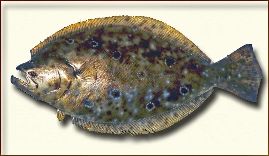 New York Has 52,000 Miles of Rivers. Meet the 5 Fish That Fill Them ...