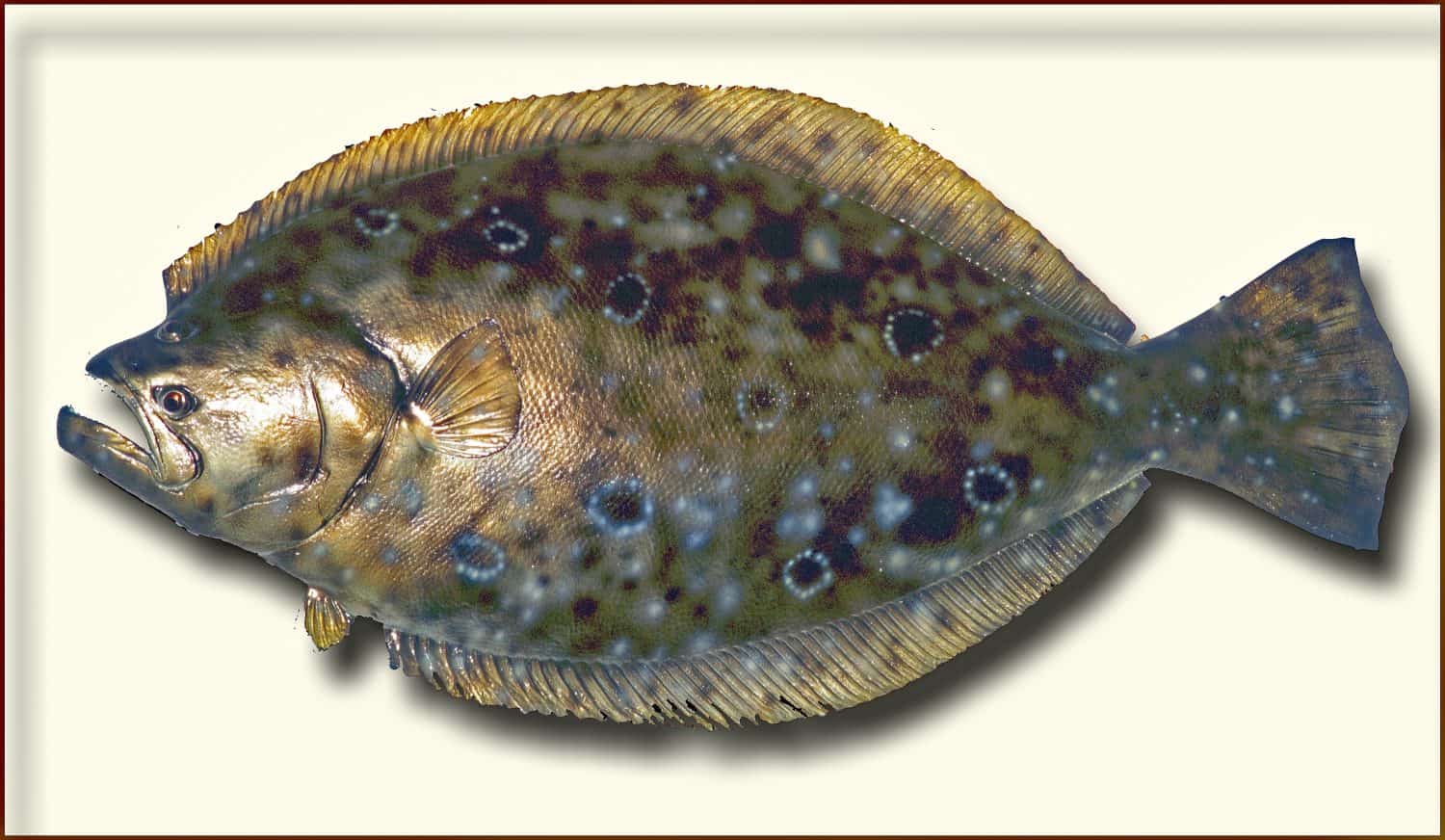 Summer Flounder, Atlantic Ocean Marine Fish