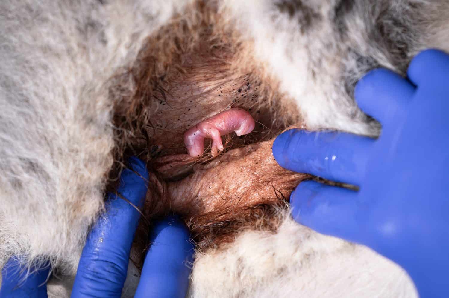 A wildlife rescuer inspects a tiny, furless Eastern Grey kangaroo joey inside its mother&rsquo;s kangaroo pouch after the roo was injured in a car accident in suburban Melbourne, Australia.
