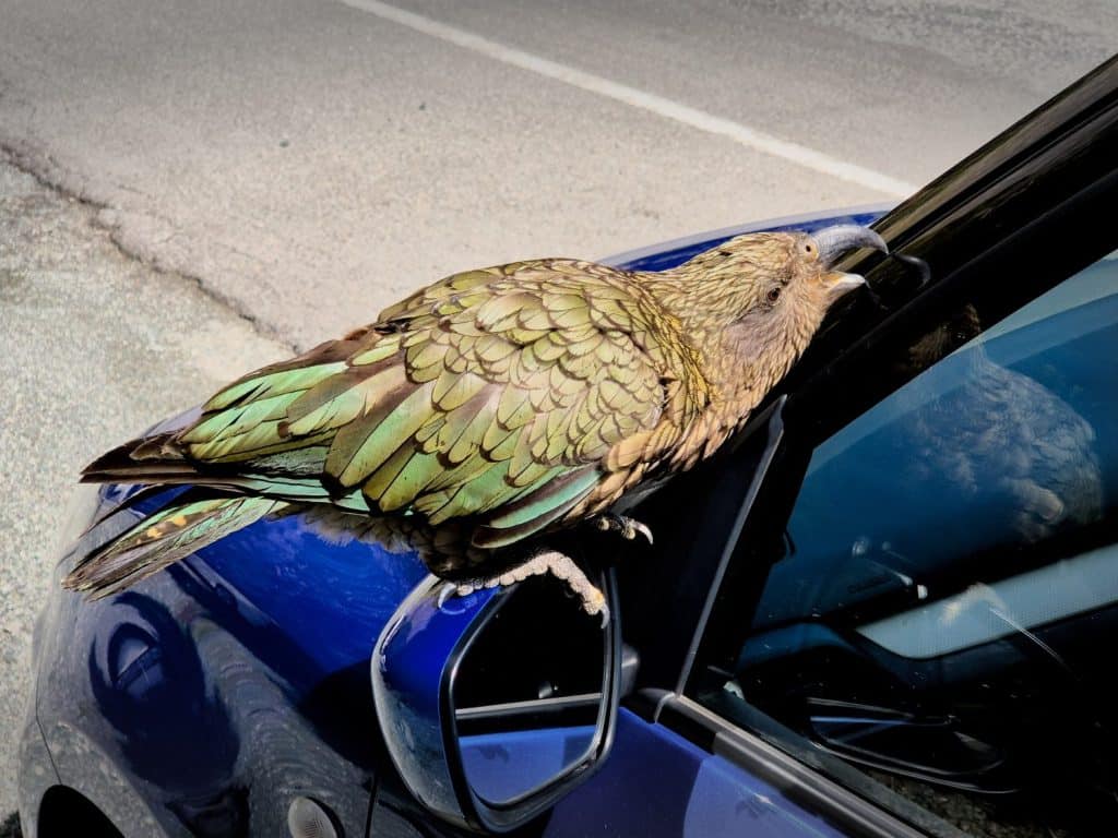 Kea parrot pecking car, New Zealand