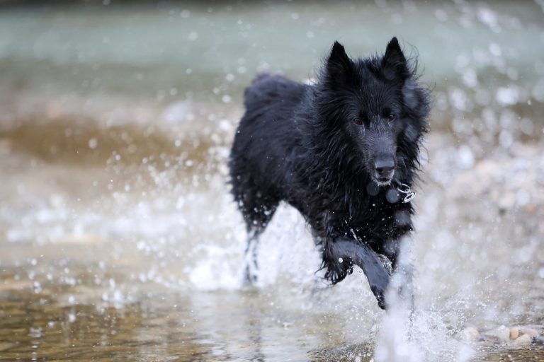 Black Groenendael sheepdog is running through the river