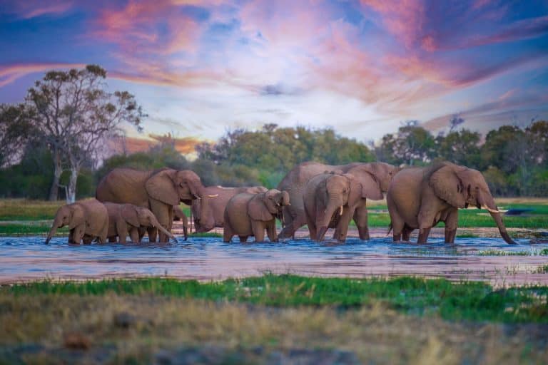 Elephant herd at sunset. After a day of eating on islands in the Chobe River, the elephants cross the water again to spend the night in the forests of the Chobe National Park in Botswana.