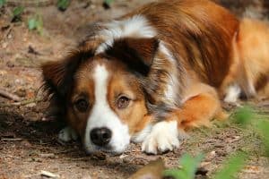 Portrait of a pretty brown and white Border Collie Australian Shepherd mix lying on the forest floor and looking at the camera.