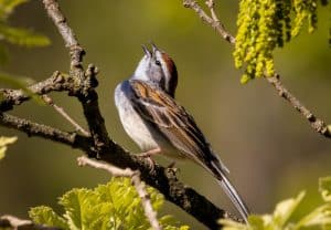Cute Chipping Sparrow singing on an afternoon.