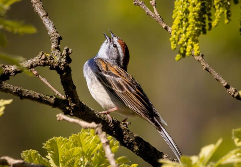 Chipping Sparrow