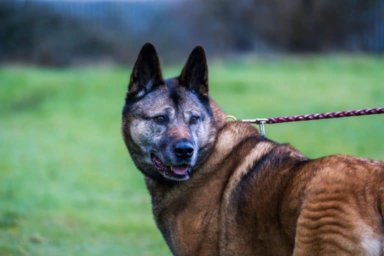 Shepkita