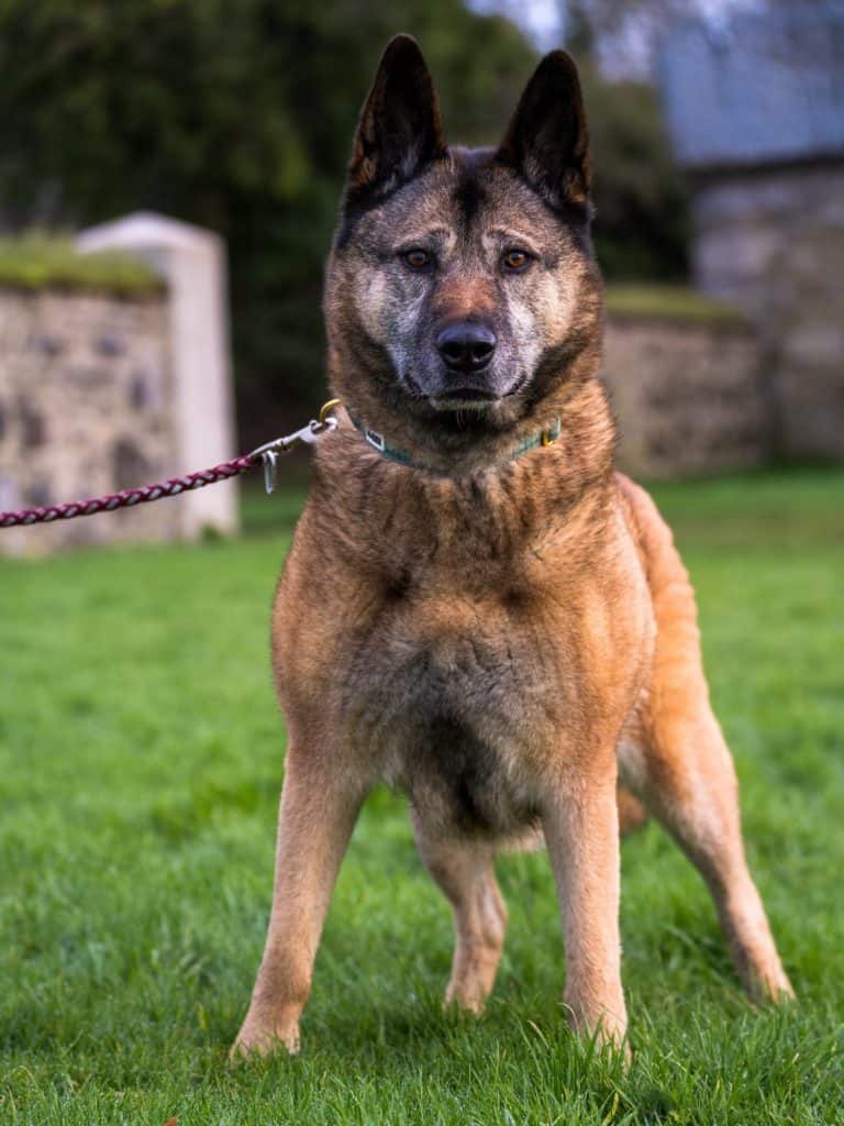 Akita German Shepherd mix dog standing on leash on green grass in park. Shepkita