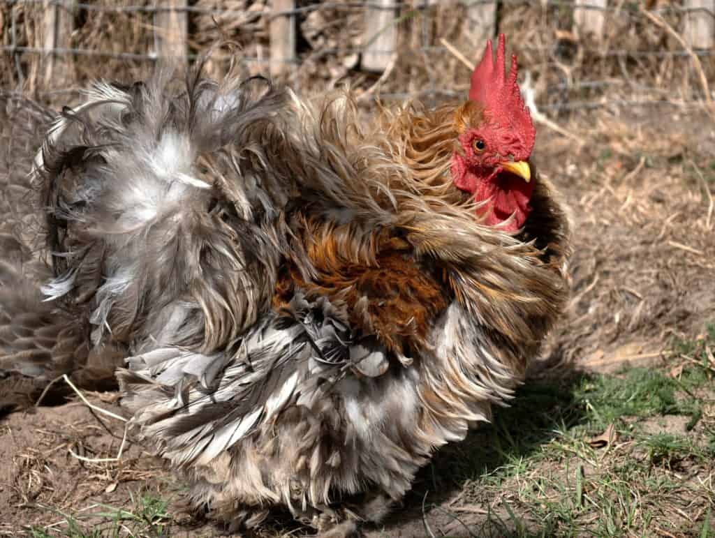 Beautiful frizzle chicken with unique curly feathers and a vibrant red comb stands on dirt.