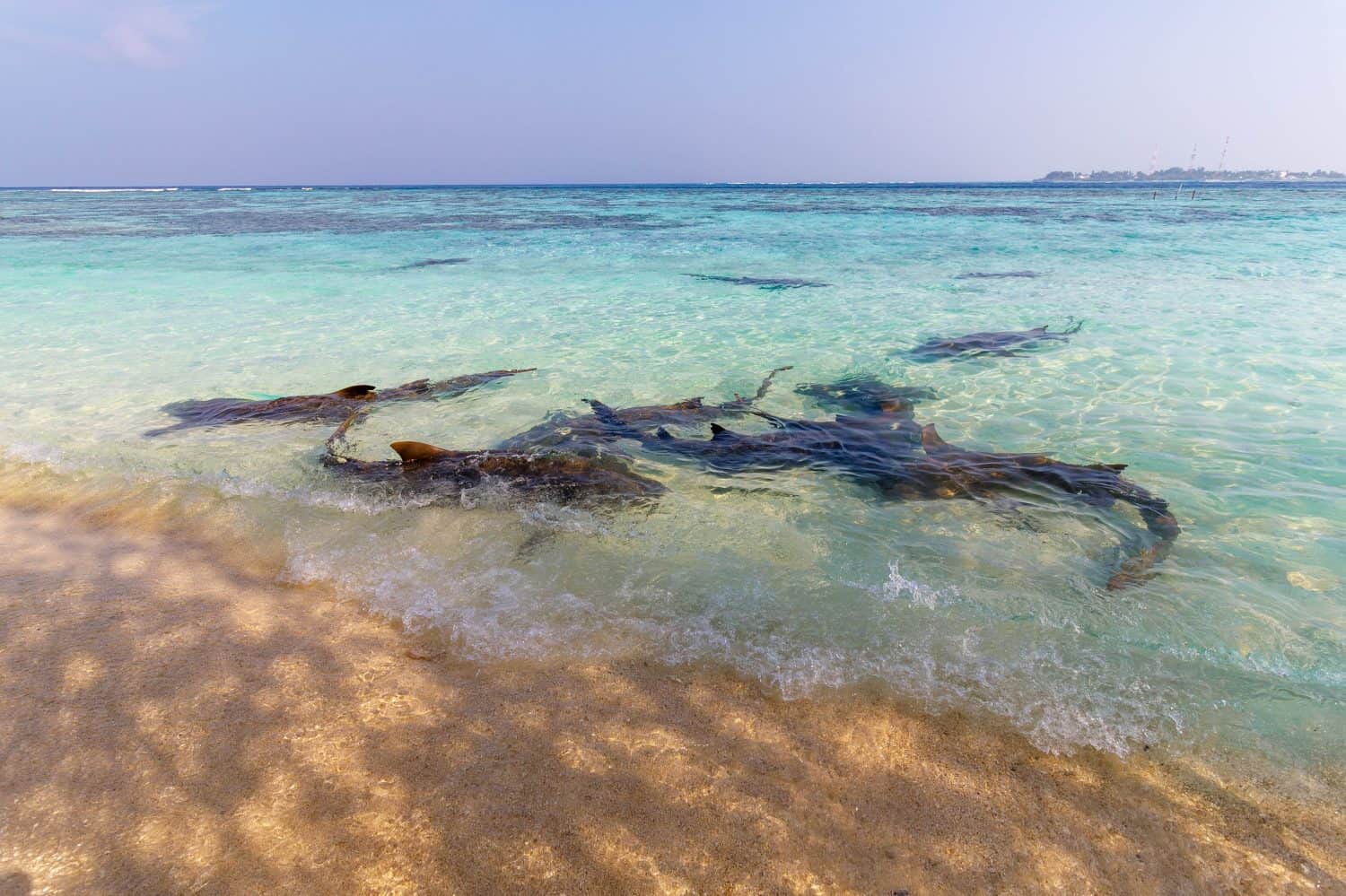 Clear waters reveal sharks swimming gracefully near shore