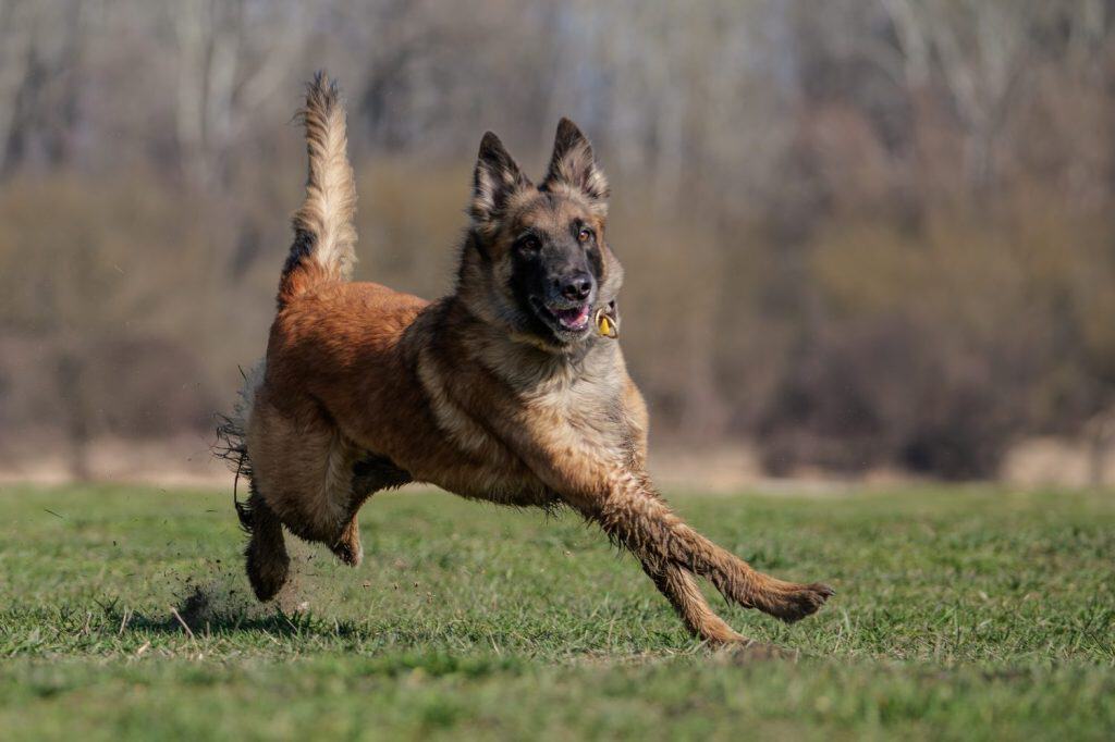 Athletic Belgian Shepherd Tervuren Running and Jumping in the Park