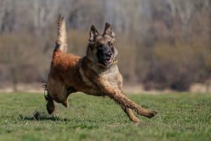 Athletic Belgian Shepherd Tervuren Running and Jumping in the Park