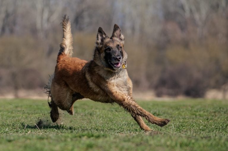 Belgian Tervuren