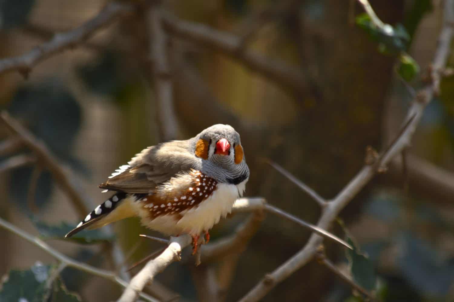 Male zebra finch with orange cheeks resting on a branch