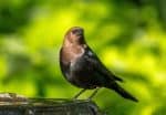 Brown-headed Cowbird