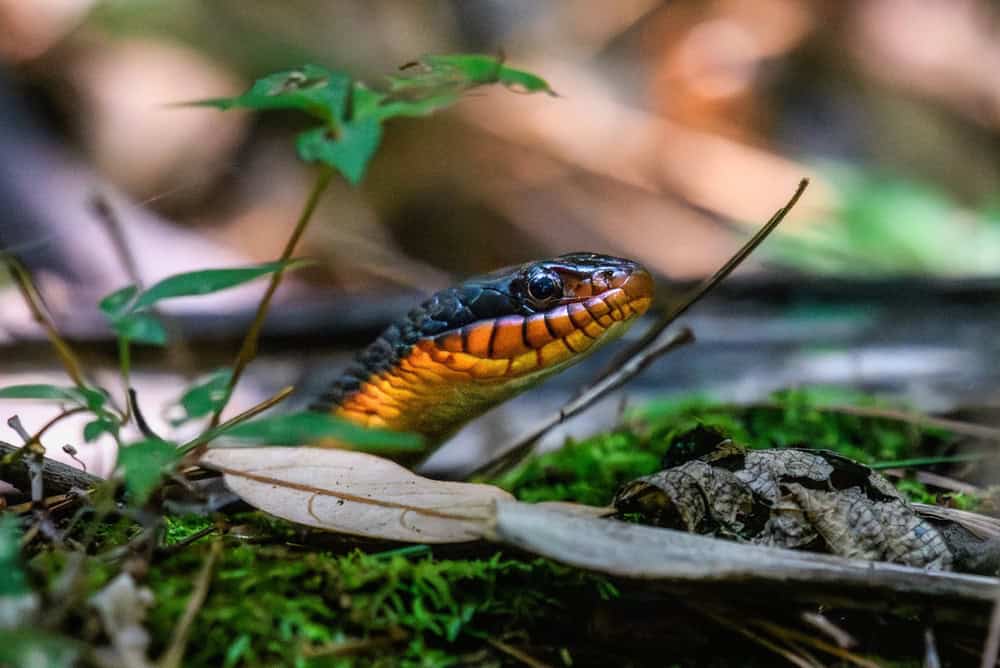 plain bellied watersnake in virginia beach forest peek-a-boo