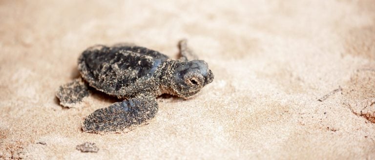 A small baby sea turtle crawls along the sandy shore towards the ocean to survive. The turtle hatched on the island of Sri Lanka. New life, saving the population, the way forward to a new life.