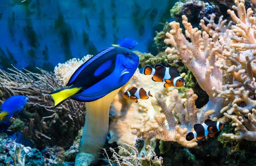 blue tang and clownfish in aquarium