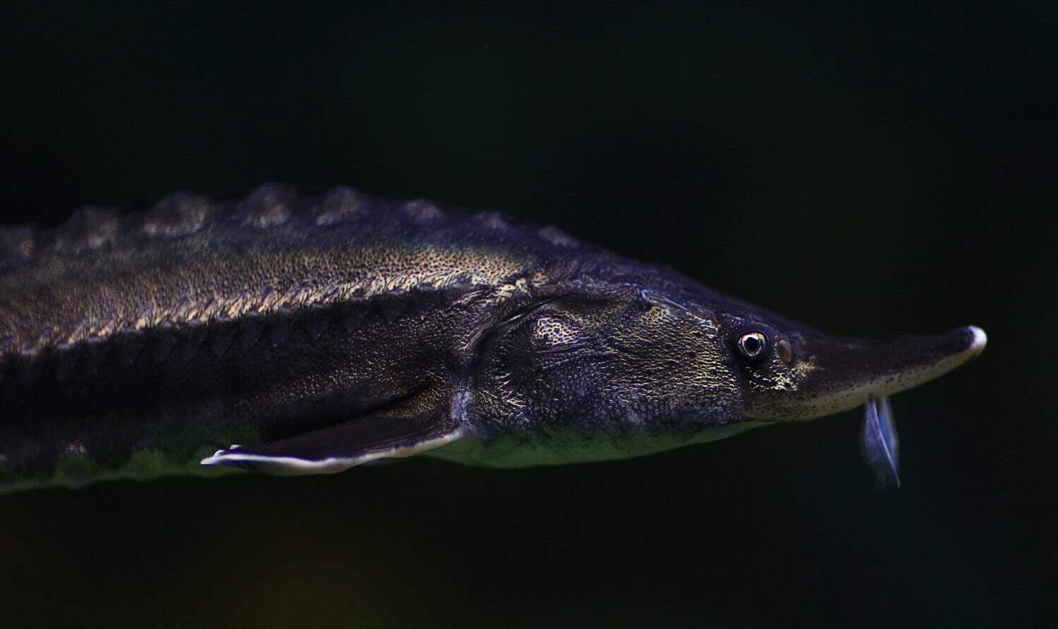 sturgeon underwater