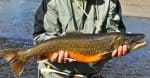 Arctic Char