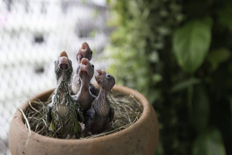 Cute baby Pacific Parrotlet feeding ,Forpus birds
