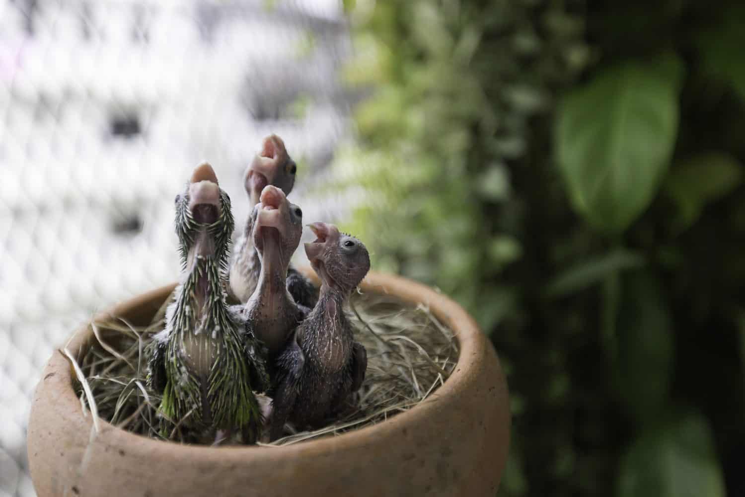 Tiny Parrots Name Themselves Before They Can Even Fly
