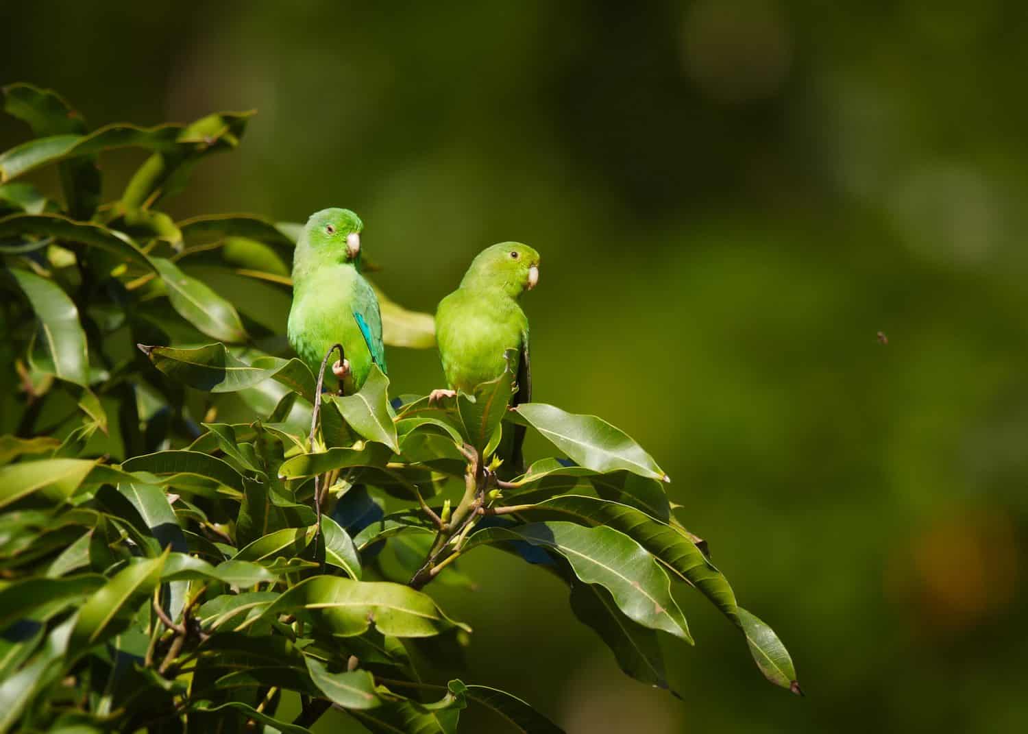 Pair of Green-rumped Parrotlet, Forpus passerinus viridissimus, perched on top of bush against green background, Tobago island. Trinidad and Tobago.