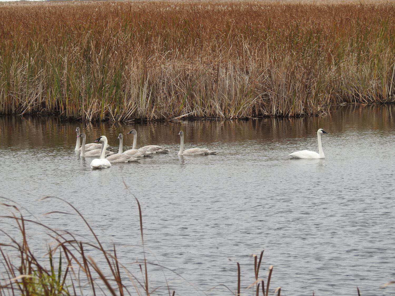 Trumpeter Swan Family at Agassiz National Wildlife Refuge in Minnesota