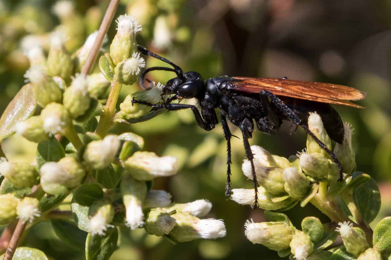 Adult pepsis wasp collects pollen.