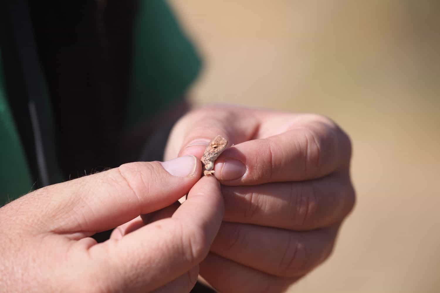A scientist holds a tiny Earless Dragon lizard in their hands.
